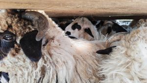 ANSVSA trage un semnal de alarmă: Este cel mai mare pericol biologic pentru România 6 - Starea de sanatate 772667021 2160097554907076 8954759334367657570 n - Starea de sanatate