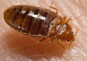 Bed bug Cimex lectularius - Starea de sanatate